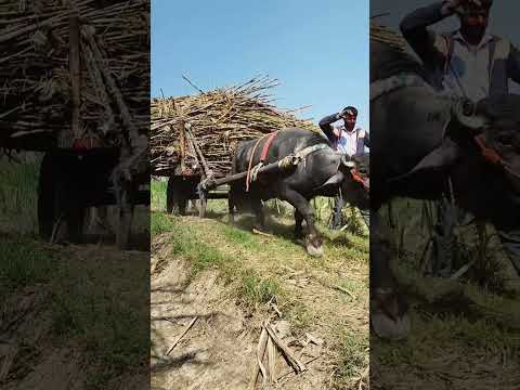 🔥😡🫵 यहां पता लगेगा ताकत ✊ का 💪🦁#वायरल #विडियो #यूट्यूब #india #fast #news #usa #up #uk #usa #update