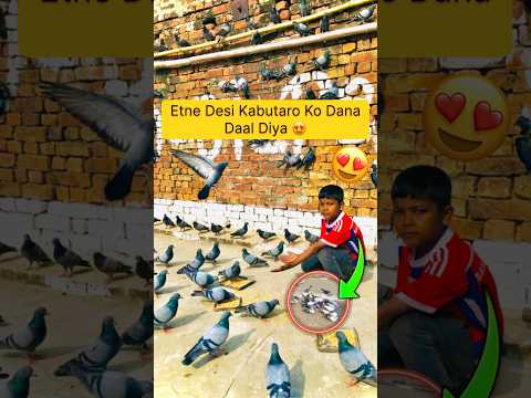 Etne Desi Kabutaro Ko Dana Daal Diya #pets #minivlog #youtubeshorts #ytshorts #shortvideo #trending