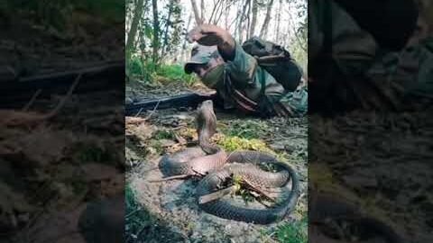 Soldier vs Snake 🐍 Viral Video l #shorts #army #snake #fauji #viral