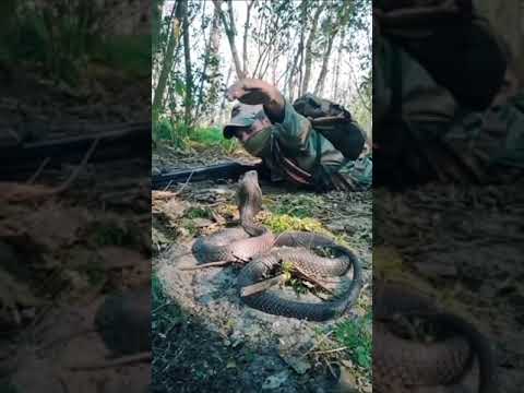 Soldier vs Snake 🐍 Viral Video l #shorts #army #snake #fauji #viral