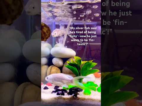 “My silver fish opened a bank account—now he’s making waves with his interest!” #aquarium#fish#viral