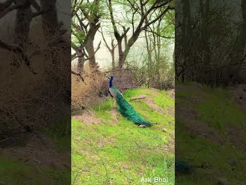 एक ऐसा गाँव जहाँ जानवर परिवार होता है 😍 #desi #life #rajasthan #rajasthani #village #facts #shorts