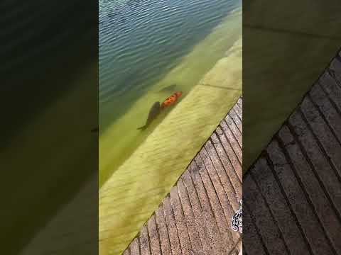 Tenu na sunava to @SadhanPath @NANAKE555 #sikhism #viral#motivation#ytshorts #nanak#guruji#gurudwara