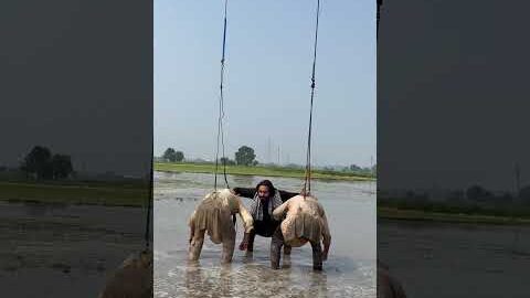 Babbu Maan – Marjaney Song (Video)  |New Punjabi Song 2024 | Sucha Soorm…