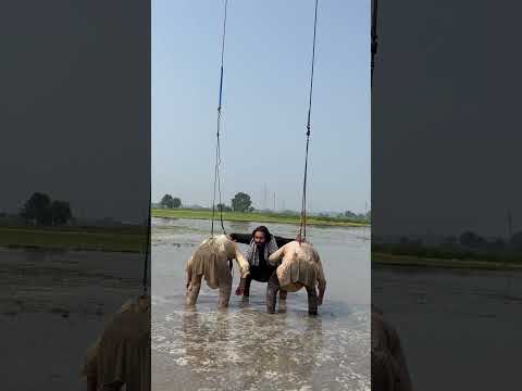 Babbu Maan – Marjaney Song (Video)  |New Punjabi Song 2024 | Sucha Soorm…