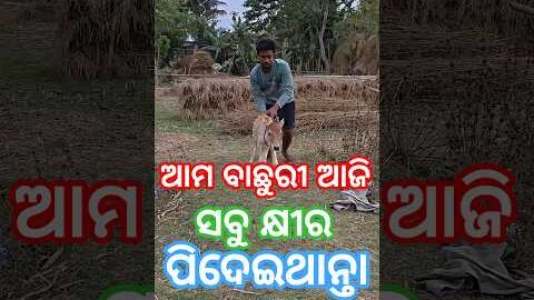 ଆମ ବାଛୁରୀ ଆଜି ସବୁ କ୍ଷୀର ପିଦେଇଥାନ୍ତା #village life#mini vlog#viral#desi vlog