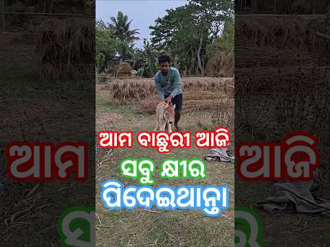 ଆମ ବାଛୁରୀ ଆଜି ସବୁ କ୍ଷୀର ପିଦେଇଥାନ୍ତା #village life#mini vlog#viral#desi vlog