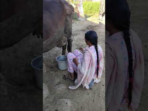 please subscribe 🙏🙏🙏 #dairyfarming #youtubeshorts #shorts #desi #trending #haryanvisong #yt