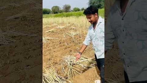 Aaj khet m 2000 ko nuksaan hogo #narnaul #rohitraonarnaul #minivlog #dailyvlog #desi #foodie