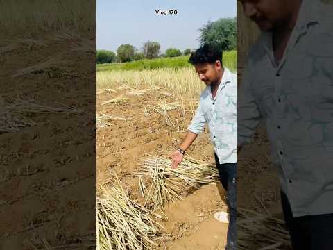 Aaj khet m 2000 ko nuksaan hogo #narnaul #rohitraonarnaul #minivlog #dailyvlog #desi #foodie