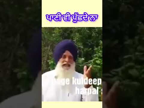 ਪਾਣੀ ਵੀ ਪੁੱਛਦੇ ਨਾ#harpalshamla #shorts #kuldeepchatha #mewapalia #newpunjabisong
