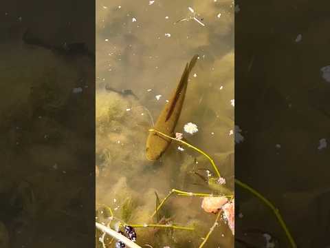 स्नेकहेड को खाना नहीं मिला #shorts #viral #trending #fish #fishing #mimivlog #snakeheadfish #desi