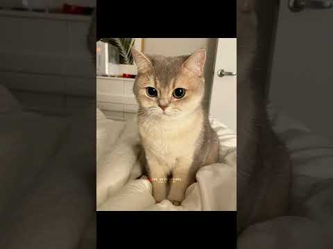 Guess the idol by some hints. #kpop#trending#viral#funny#memes#relatable#reels#edit#straykids#fy#fyp