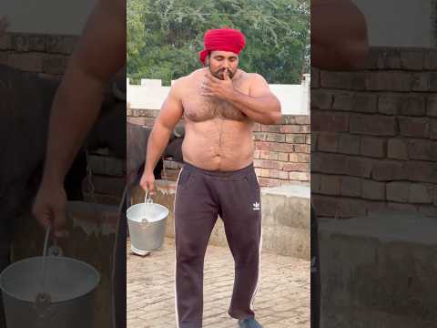 Desi CHOBAR🔥🦬 #desijatt #desi #pindawale #bodybuilder #shorts #body