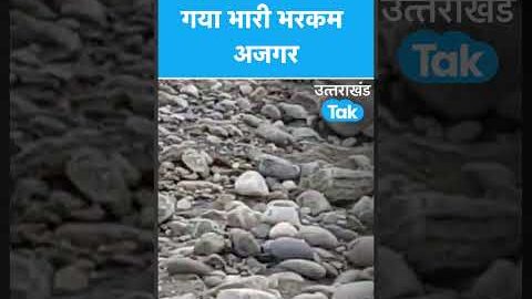 #Shorts नदी किनारे पकड़ा गया भारी भरकम अजगर #python #viralvideo #pythonprojects #uttarakhandtak