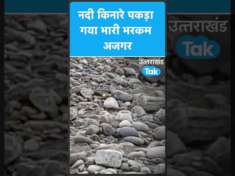 #Shorts नदी किनारे पकड़ा गया भारी भरकम अजगर #python #viralvideo #pythonprojects #uttarakhandtak