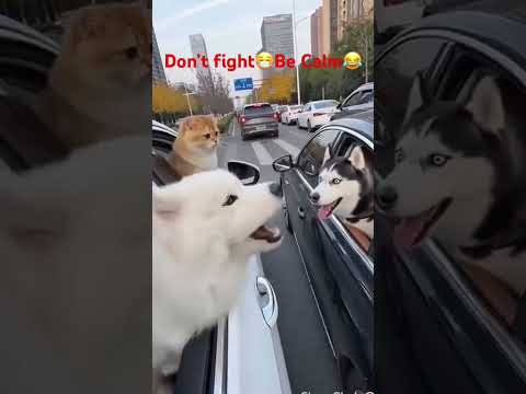 #shorts #youtubeshorts #viral #trending #trendingshorts #shortsfeed #explore #fyp #viralvideo #usa