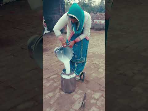 😇 #morpashudhan #shortsfeed #ViralFacebook #desi #insta #indian #harharmahadev #viralshorts #life