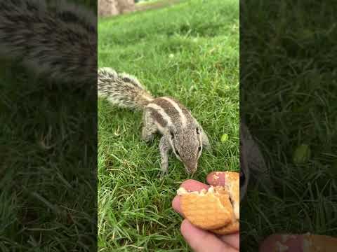 Beautiful @BhajanMarg @SadhanPath @Hit_Das @ShriHitRadhaKripa #trending #viral #comedy #ytshorts