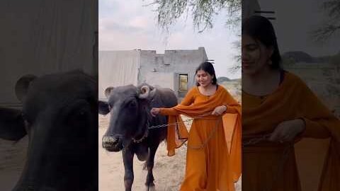 Desi❤️ #manvisinghvlogs #shorts #desi