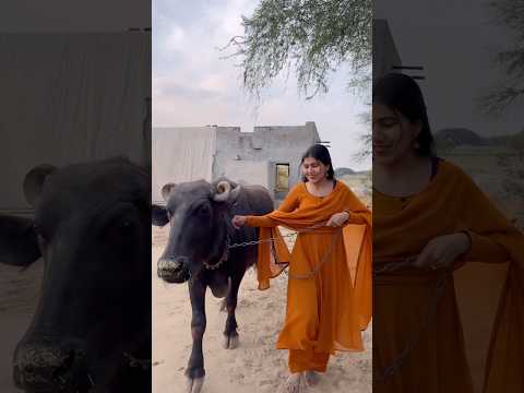 Desi❤️ #manvisinghvlogs #shorts #desi