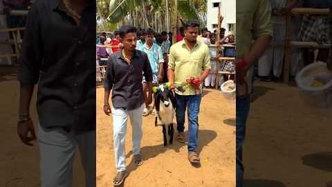 தீனா #trending #shorts #ajith #vijay #goat #leave #love #song #viral #video #animals #edit #art #tvk