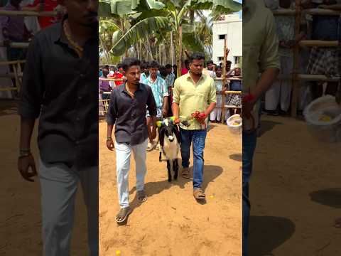 தீனா #trending #shorts #ajith #vijay #goat #leave #love #song #viral #video #animals #edit #art #tvk