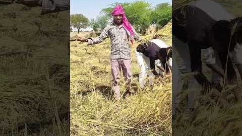 zamidar 🌾❤️#shortvideo #desi #village #khet #zamidar #farmer #trendingvideo