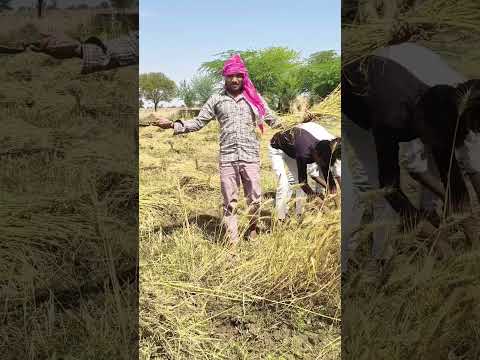 zamidar 🌾❤️#shortvideo #desi #village #khet #zamidar #farmer #trendingvideo