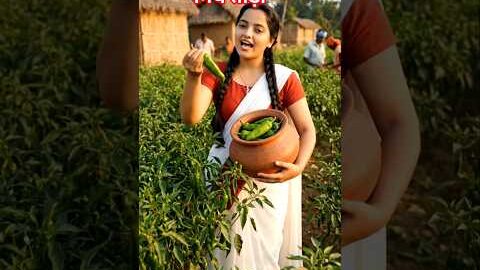 गांव में अचार के लिए मोटी-मोटी मिर्च तोड़ना 🌶️😍 | Desi Village Life