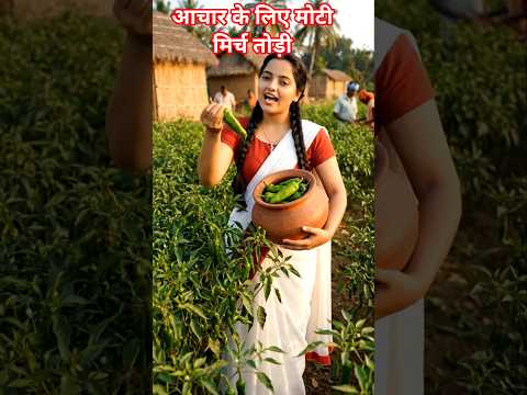 गांव में अचार के लिए मोटी-मोटी मिर्च तोड़ना 🌶️😍 | Desi Village Life