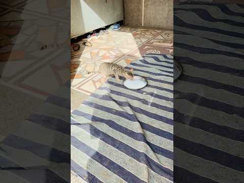 बंशी काकू को भूखा रहना पड़ा 😂😂 #desi #funny #marwadilife #comedy #rajasthani #youtubeshorts #fun