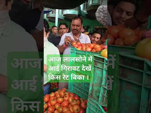 लालसोने में गिरावट। #reels #viral #trending #shorts #india #himachal #tomoto #up #uk #usa #recipe