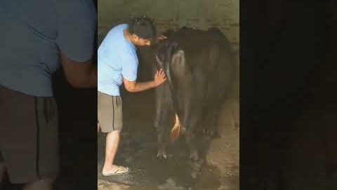 आज बणाई चणां कि चटणी #viral #youtubeshorts #desi #youtubefeed