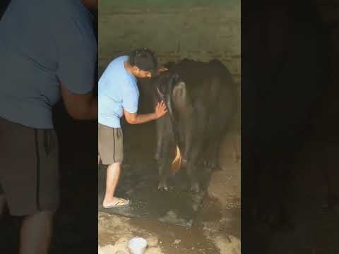 आज बणाई चणां कि चटणी #viral #youtubeshorts #desi #youtubefeed