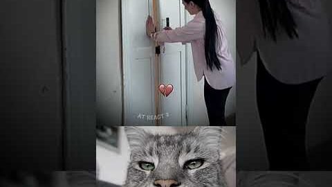 The Door Was Locked So They Did THIS 😳🚪😅 #funny #memes #cat #trending