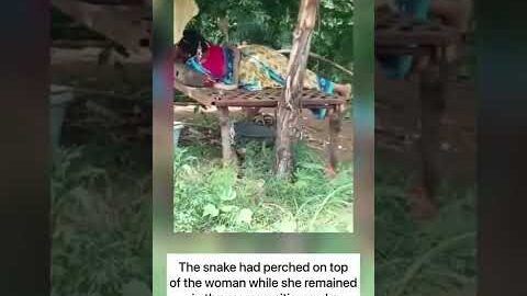 Cobra Climbs Up On Woman; Apparently Seeks For Help | Viral Video | #shorts