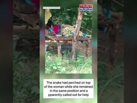 Cobra Climbs Up On Woman; Apparently Seeks For Help | Viral Video | #shorts