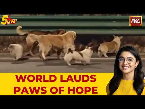 Viral Video: Seven Stolen Dogs Escape Meat Trade, Travel 17 km Home Together In China | Dog Videos