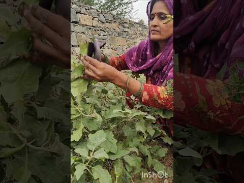 today’s harvesting 🍆🌿#vegetables #organic #harvest #farming #trending #viral #shorts #desi #village