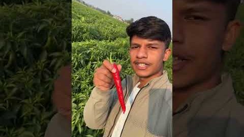 Hazaaron hari mirch… aur beech mein ek lal mirch!😳#mirchi #desi #amazing #ai #tranding #shorts#viral