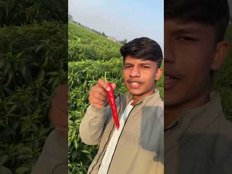 Hazaaron hari mirch… aur beech mein ek lal mirch!😳#mirchi #desi #amazing #ai #tranding #shorts#viral
