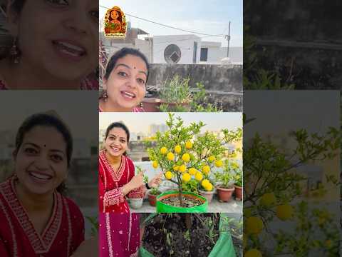 10x More Lemons with This Desi Hack! 🍋