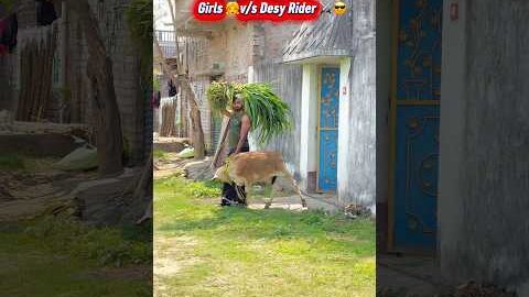 Girls v/s desy Ride😎😱 #desi #bikelover #ytshortsindia #cow #reaction #foryou #shortsfeed #shorts