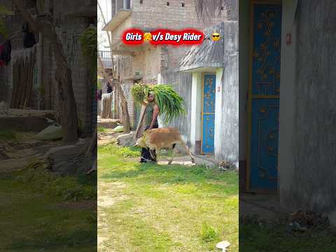 Girls v/s desy Ride😎😱 #desi #bikelover #ytshortsindia #cow #reaction #foryou #shortsfeed #shorts