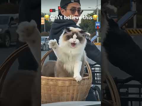 #shorts #youtubeshorts #viral #trending #trendingshorts #shortsfeed #explore #fyp #viralvideo #usa