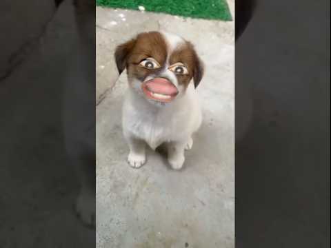 Dadaji. 🤣🤪#funny #desi comedy#comedy #instagramdogs