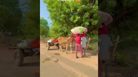 सतयुग गाँव 😍 #desi #life #rajasthani #village #facts #shorts