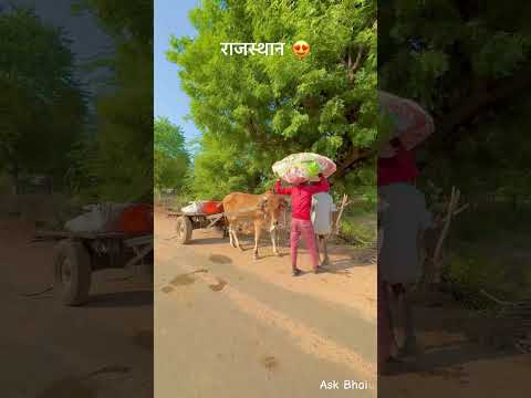 सतयुग गाँव 😍 #desi #life #rajasthani #village #facts #shorts