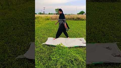 trending #Punjabi #new# song, green# food# cow